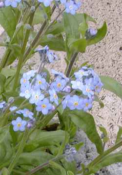 Woodland Forget-me-not(Myosotis sylvatica)