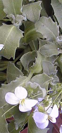 Rockcress, Mountain Rockcress(Arabis alpina)