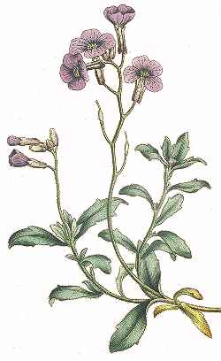 Common Aubrieta(Aubrieta deltoidea)