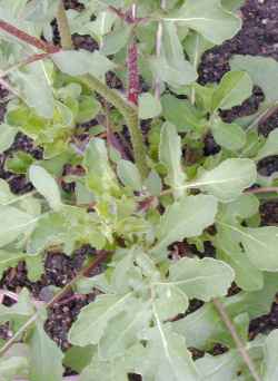 Arugula, Roquette(Eruca vesicaria ssp. sativa )