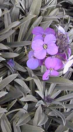 Wallflower(Erysimum linifolium)