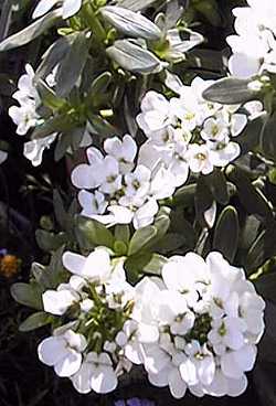 Candytuft, Evergreen Candytuft(Iberis sempervirens)