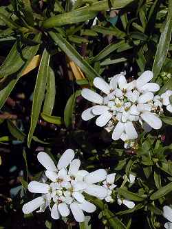 Candytuft, Evergreen Candytuft(Iberis sempervirens)