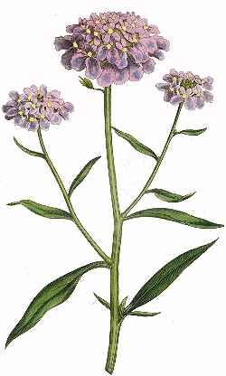 Globe Candytuft(Iberis umbellata)