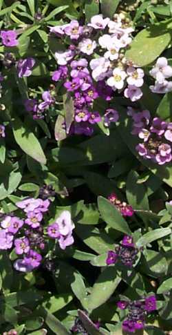 Sweet Alyssum, Seaside Lobularia(Lobularia maritima)