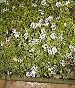 Sweet Alyssum, Seaside Lobularia(Lobularia maritima)