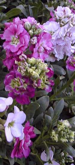 Stock(Matthiola incana)