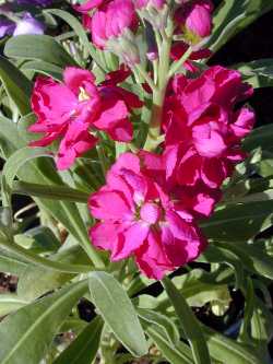 Stock(Matthiola incana)