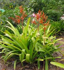 (Aechmea blanchetiana)