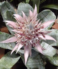 Silver Vase(Aechmea fasciata)