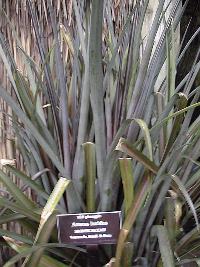 Wild Ananas, Curagua(Ananas lucidus)