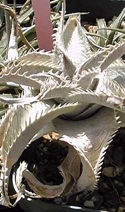 (Dyckia marnier-lapostollei)