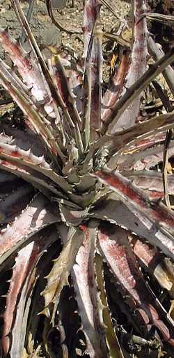 (Hechtia rosea)