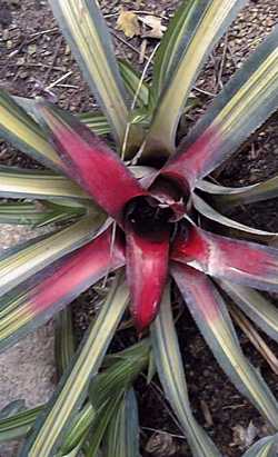 Blushing Bromeliad(Neoregelia carolinae)