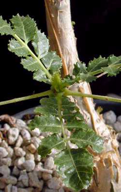 Frankincense Tree(Boswellia sacra)