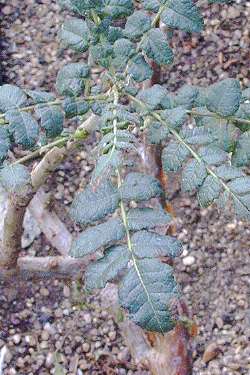 Frankincense Tree(Boswellia sacra)