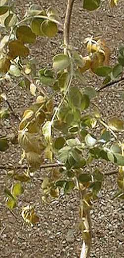 Elephant Tree, Fragrant Bursera(Bursera fagaroides)