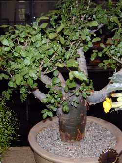 Elephant Tree, Fragrant Bursera(Bursera fagaroides)