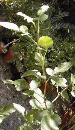 Torote Prieto, Copal(Bursera hindsiana)