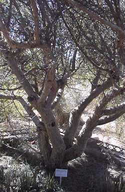 Elephant Tree, Torote Colorado, Copal(Bursera microphylla)