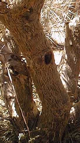 Elephant Tree, Torote Colorado, Copal(Bursera microphylla)