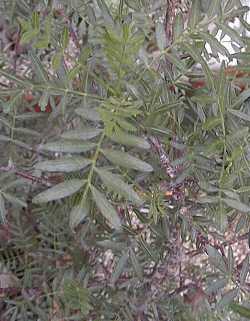 Elephant Tree, Torote Colorado, Copal(Bursera microphylla)