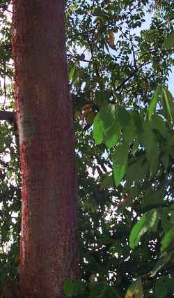 Gumbo Limbo Tree(Bursera simaruba)