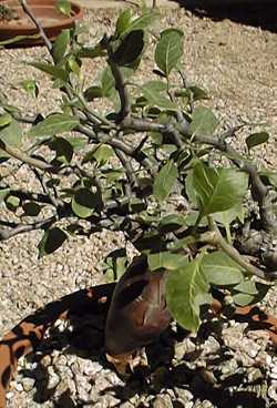 Torote Prieto(Bursera simplicifolia)