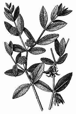 Simmondsia chinensis, Picture U.S.D.A Forest Service, Courtesy of the Hunt Institute