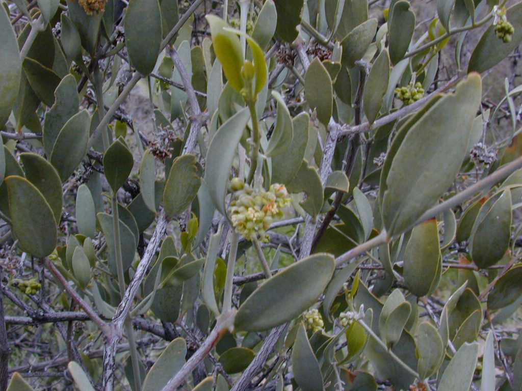 Simmondsia chinensis
