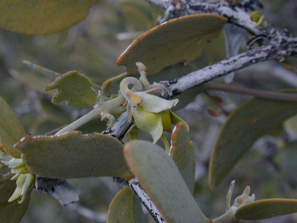 Simmondsia chinensis