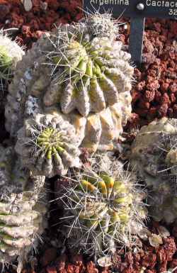 (Acanthocalycium klimpelianum)