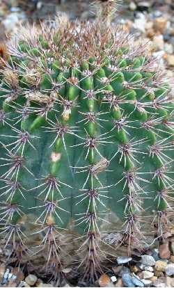 (Echinopsis thionantha)