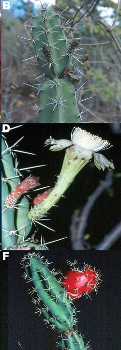 (Acanthocereus chiapensis)