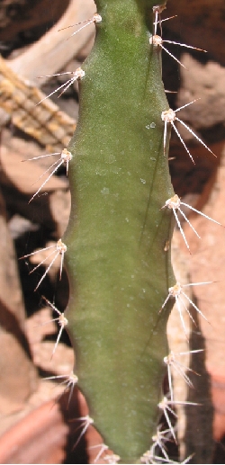 (Acanthocereus occidentalis)