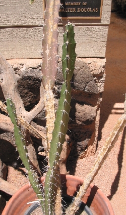 (Acanthocereus occidentalis)