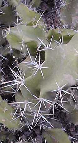 Barbed wire Cereus, Pitahaya Anaranjada(Acanthocereus tetragonus)