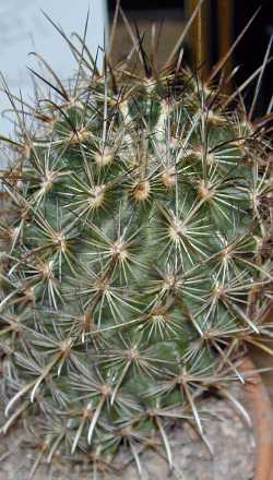 (Sclerocactus scheeri)