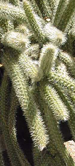 Rat Tail Cactus(Disocactus flagelliformis)