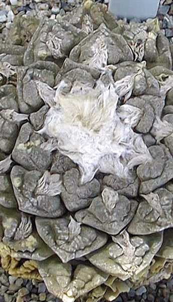 Chautle Living Rock, False Peyote(Ariocarpus fissuratus)