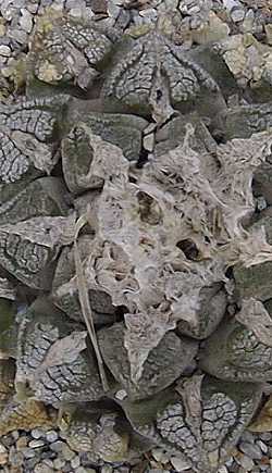 Chautle Living Rock, False Peyote(Ariocarpus fissuratus)