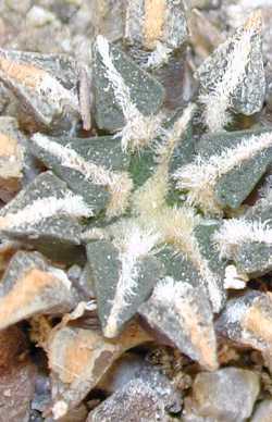 (Ariocarpus kotschoubeyanus)