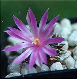 (Ariocarpus kotschoubeyanus)