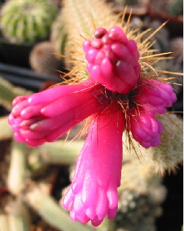 (Arrojadoa rhodantha ssp. aureispina )