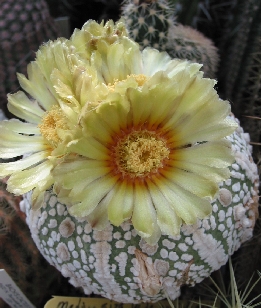 Sea Urchin Cactus, Sand Dollar Cactus(Astrophytum asterias)