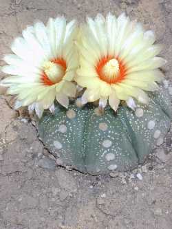 Sea Urchin Cactus, Sand Dollar Cactus(Astrophytum asterias)