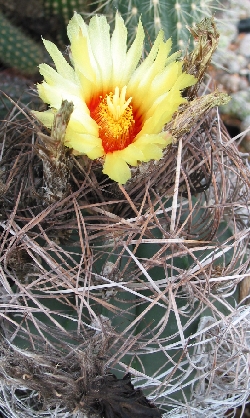 Goat's Horns Cactus(Astrophytum capricorne)