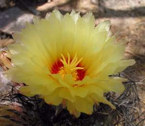 Goat's Horns Cactus(Astrophytum capricorne)