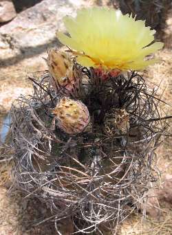 Goat's Horns Cactus(Astrophytum capricorne)