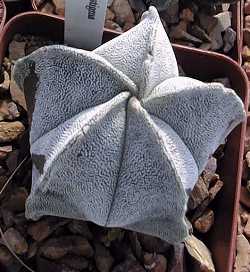 Bishop's Miter, Bishop's Cap(Astrophytum myriostigma)